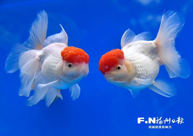 2022年福州金魚攝影大賽優秀作品選登