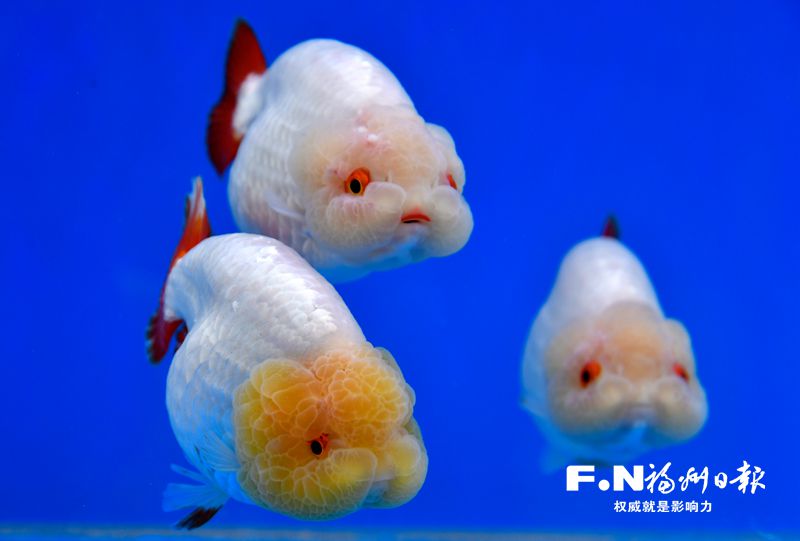 2022年福州金魚攝影大賽優秀作品選登