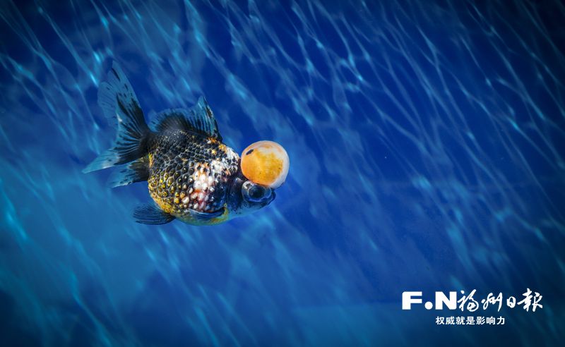 2022年福州金魚攝影大賽優秀作品選登