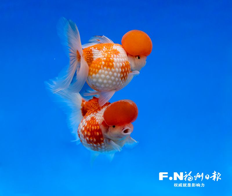 2022年福州金魚攝影大賽優秀作品選登