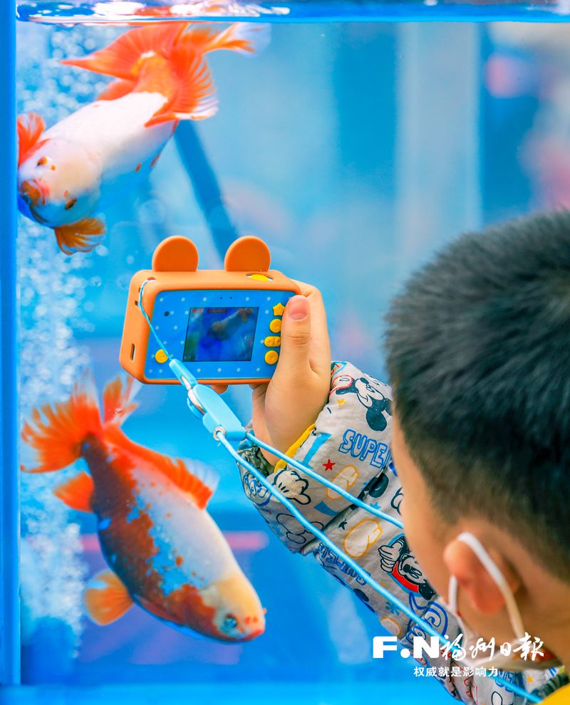 2022年福州金魚攝影大賽優秀作品選登