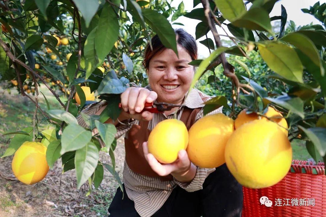 搶“鮮”上市！連江上百畝果園開(kāi)摘！