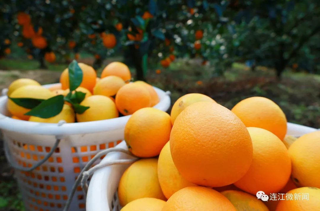 搶“鮮”上市！連江上百畝果園開(kāi)摘！