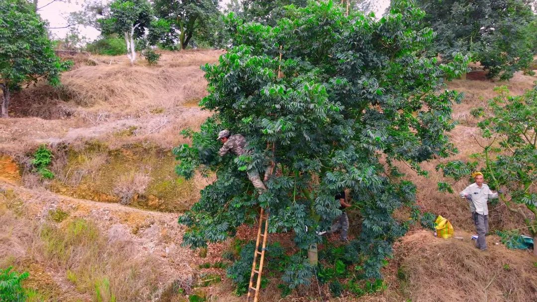 閩清：以“橄欖綠”擦亮鄉(xiāng)村振興底色